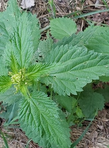 KOPŘIVA DVOUDOMÁ (Urtica dioica) FOTO: Marta Knauerová, 2022