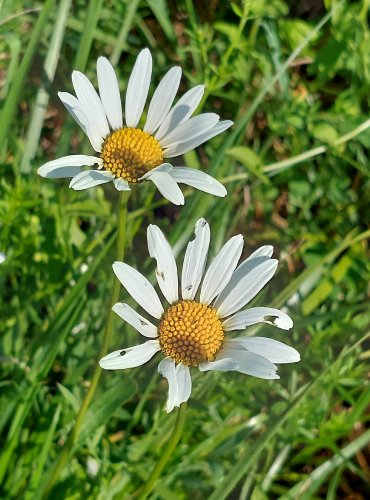 KOPRETINA BÍLÁ (Leucanthemum vulgare) FOTO: Marta Knauerová, 2022