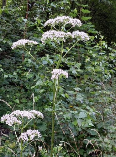 KOZLÍK LÉKAŘSKÝ (Valeriana officinalis) FOTO: Marta Knauerová, 2022