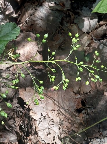 KRTIČNÍK HLÍZNATÝ (Scrophularia nodosa) ZRAJÍCÍ PLODENSTVÍ – FOTO: Marta Knauerová, 2022