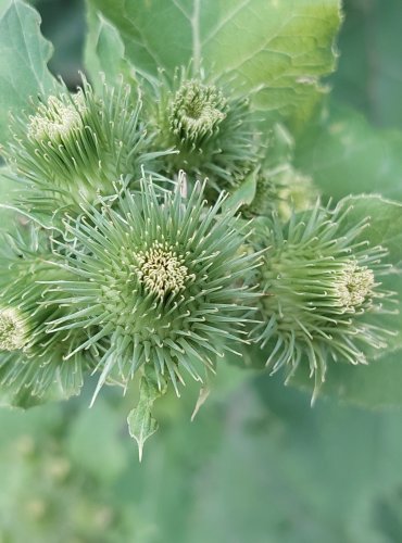 LOPUCH MENŠÍ (Arctium minus) ZRAJÍCÍ PLODENSTVÍ – FOTO: Marta Knauerová, 2022