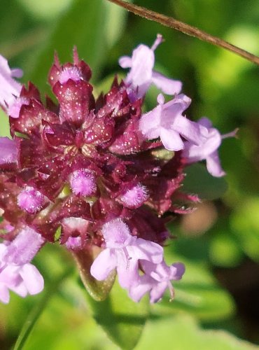 MATEŘÍDOUŠKA (Thymus spp.) bez bližšího určení – FOTO: Marta Knauerová, 2022