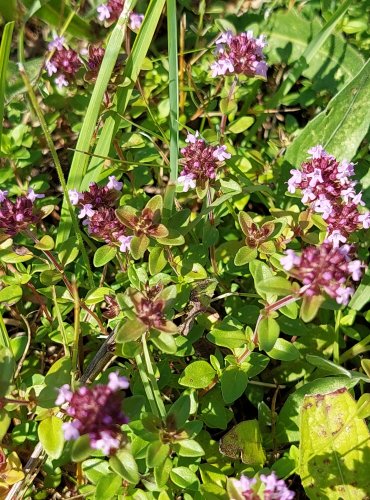 MATEŘÍDOUŠKA (Thymus spp.) bez bližšího určení – FOTO: Marta Knauerová, 2022