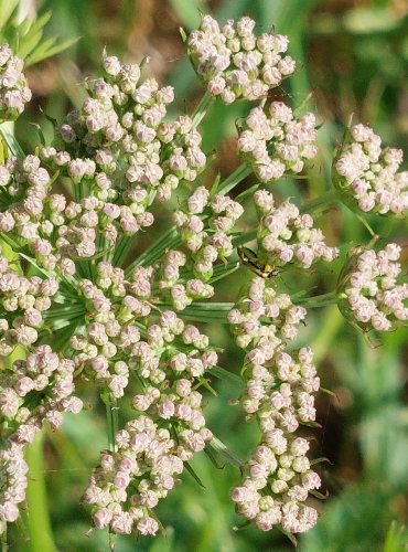 MRKEV OBECNÁ (Daucus carota) FOTO: Marta Knauerová, 2022