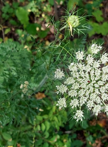 MRKEV OBECNÁ (Daucus carota) FOTO: Marta Knauerová, 2022