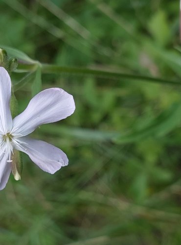 MYDLICE LÉKAŘSKÁ (Saponaria officinalis) FOTO: Marta Knauerová, 2022