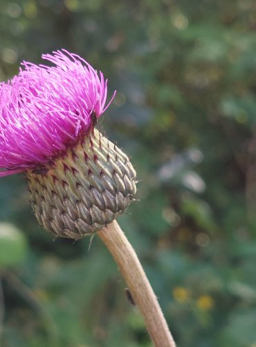 PCHÁČ RŮZNOLISTÝ (Cirsium heterophyllum) FOTO: Marta Knauerová