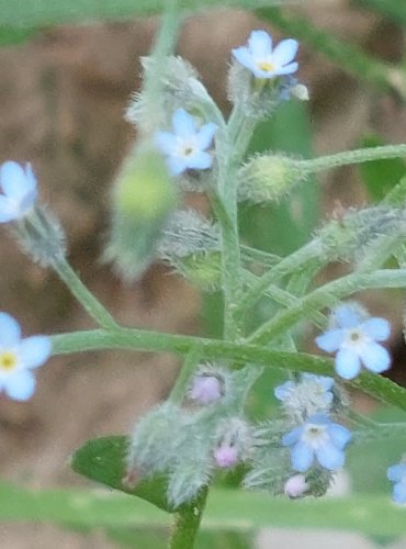 POMNĚNKA ROLNÍ (Myosotis arvensis) FOTO: Marta Knauerová, 2022