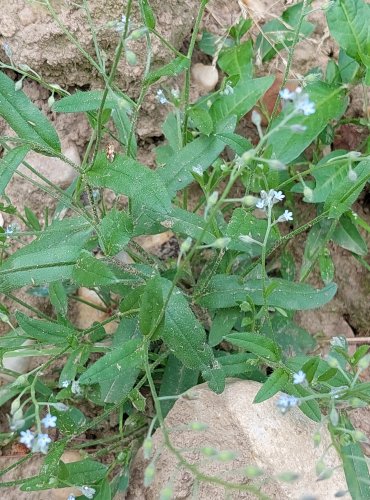 POMNĚNKA ROLNÍ (Myosotis arvensis) FOTO: Marta Knauerová, 2022