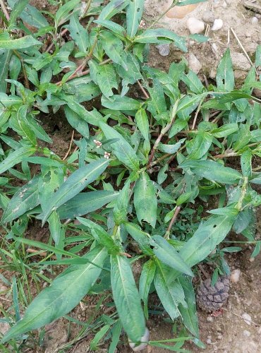 RDESNO ČERVIVEC (Persicaria maculosa) FOTO: Marta Knauerová, 2022