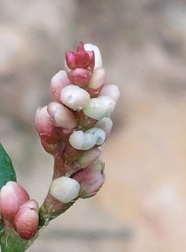 RDESNO ČERVIVEC (Persicaria maculosa) FOTO: Marta Knauerová, 2022