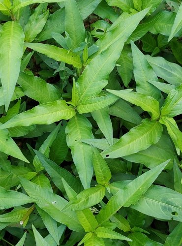 RDESNO ČERVIVEC (Persicaria maculosa) FOTO: Marta Knauerová, 2022