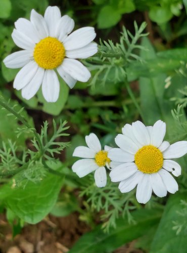 RMEN ROLNÍ (Anthemis arvensis) FOTO: Marta Knauerová, 2022