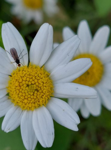 RMEN ROLNÍ (Anthemis arvensis) FOTO: Marta Knauerová, 2022
