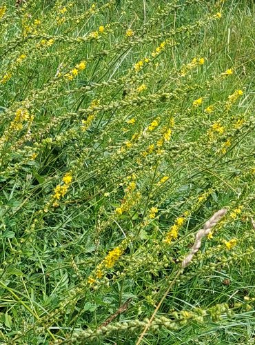 ŘEPÍK LÉKAŘSKÝ (Agrimonia eupatoria) FOTO: Marta Knauerová, 2022