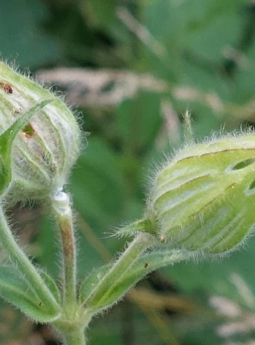 
SILENKA ŠIROLISTÁ BÍLÁ (Silene latifolia subsp. alba) PO ODKVĚTU – FOTO: Marta Knauerová, 2022
