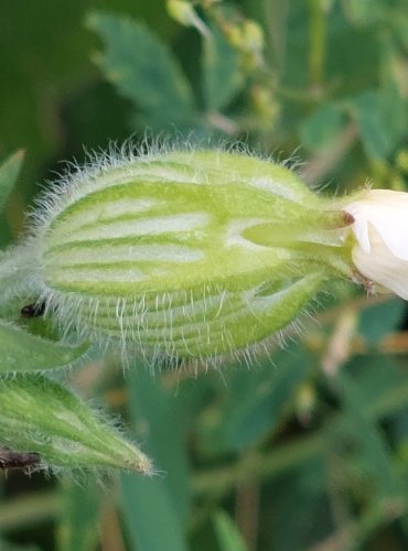 SILENKA ŠIROLISTÁ BÍLÁ (Silene latifolia subsp. alba) FOTO: Marta Knauerová, 2022
