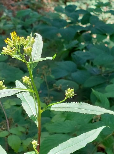 STARČEK FUCHSŮV (Senecio ovatus) FOTO: Marta Knauerová, 2022