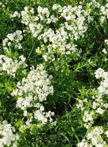 SVÍZEL SEVERNÍ (Galium boreale) FOTO: Marta Knauerová, 2022