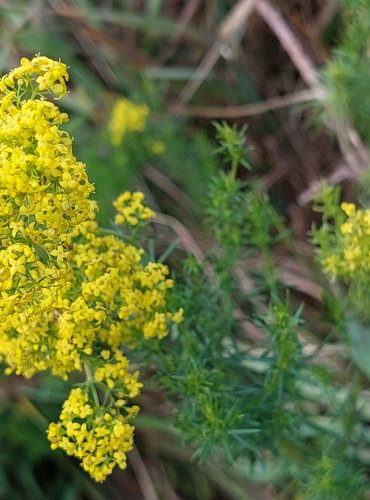 SVÍZEL SYŘIŠŤOVÝ (Galium verum) FOTO: Marta Knauerová, 2022