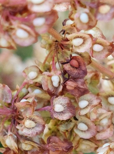 ŠŤOVÍK TUPOLISTÝ (Rumex obtusifolius) ZRAJÍCÍ PLODENSTVÍ – FOTO: Marta Knauerová, 2022