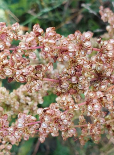 ŠŤOVÍK TUPOLISTÝ (Rumex obtusifolius) ZRAJÍCÍ PLODENSTVÍ – FOTO: Marta Knauerová, 2022