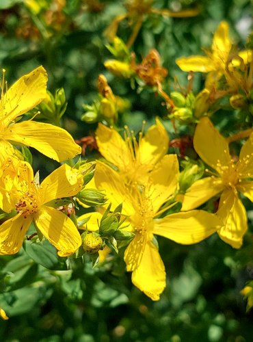 TŘEZALKA TEČKOVANÁ (Hypericum perforatum) FOTO: Marta Knauerová, 2022