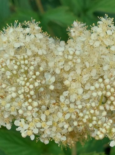 TUŽEBNÍK JILMOVÝ (Filipendula ulmaria) FOTO: Marta Knauerová, 2022