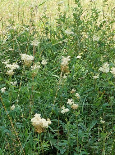 TUŽEBNÍK JILMOVÝ (Filipendula ulmaria) FOTO: Marta Knauerová, 2022