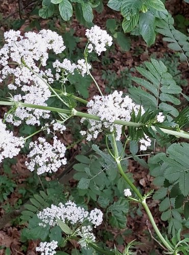 KOZLÍK LÉKAŘSKÝ (Valeriana officinalis) FOTO: Marta Knauerová, 2022