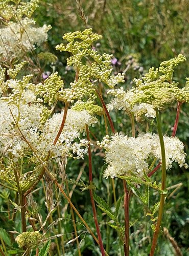 TUŽEBNÍK JILMOVÝ (Filipendula ulmaria) FOTO: Marta Knauerová, 2022