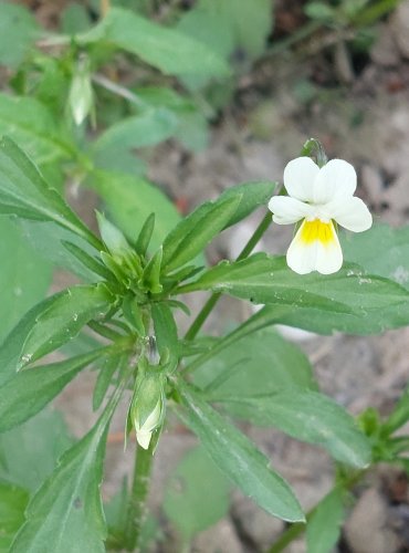 VIOLKA ROLNÍ (Viola arvensis) FOTO: Marta Knauerová, 2022