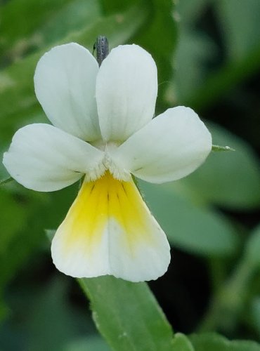 VIOLKA ROLNÍ (Viola arvensis) FOTO: Marta Knauerová, 2022