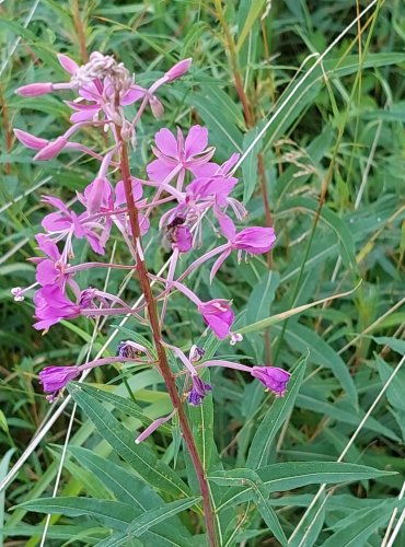 VRBOVKA ÚZKOLISTÁ (Epilobium angustifolium) FOTO: Marta Knauerová, 2022