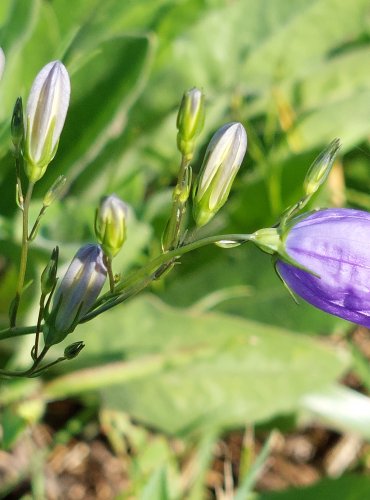 ZVONEK OKROUHLOLISTÝ (Campanula rotundifolia) FOTO: Marta Knauerová, 2022