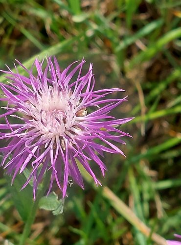 CHRPA LUČNÍ (Centaurea jacea) FOTO: Marta Knauerová, 2022