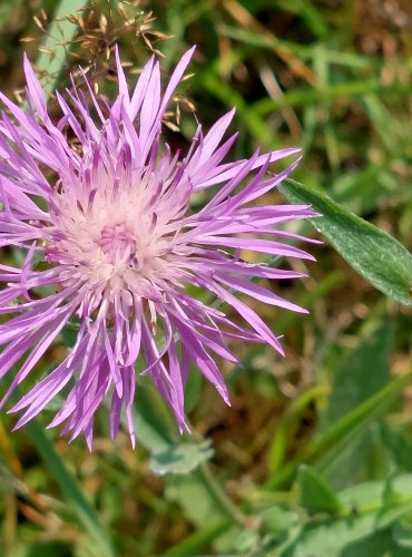 CHRPA LUČNÍ (Centaurea jacea) FOTO: Marta Knauerová, 2022