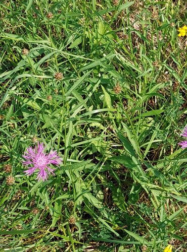 CHRPA LUČNÍ (Centaurea jacea) FOTO: Marta Knauerová, 2022