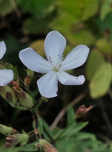 MYDLICE LÉKAŘSKÁ (Saponaria officinalis) FOTO: Marta Knauerová, 2022