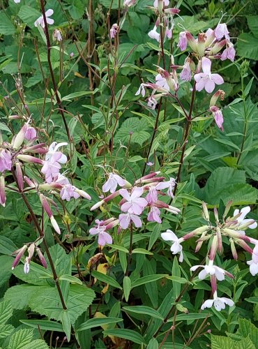 MYDLICE LÉKAŘSKÁ (Saponaria officinalis) FOTO: Marta Knauerová, 2022