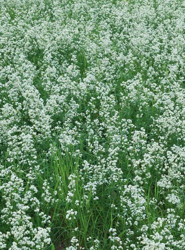 SVÍZEL SEVERNÍ (Galium boreale) PLOŠNÝ POROST – FOTO: Marta Knauerová, 2022