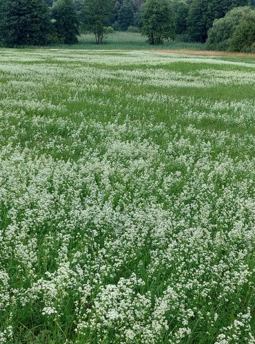 SVÍZEL SEVERNÍ (Galium boreale) PLOŠNÝ POROST – FOTO: Marta Knauerová, 2022