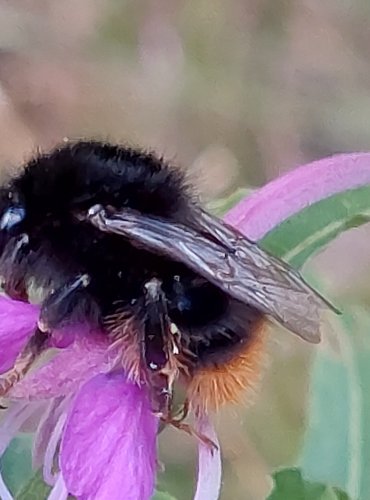 ČMELÁK – bez bližšího určení (Bombus spp.) FOTO: Marta Knauerová, 2022