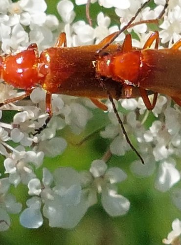 PÁTEŘÍCI ŽLUTÍ (Rhagonycha fulva) FOTO: Marta Knauerová, 2022