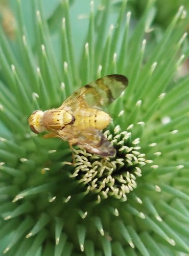 VRTULOVITÍ (Tephritidae) FOTO: Marta Knauerová, 2022