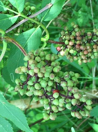 BEZ HROZNATÝ (Sambucus racemosa) - NEZRALÉ PLODENSTVÍ - FOTO: Marta Knauerová