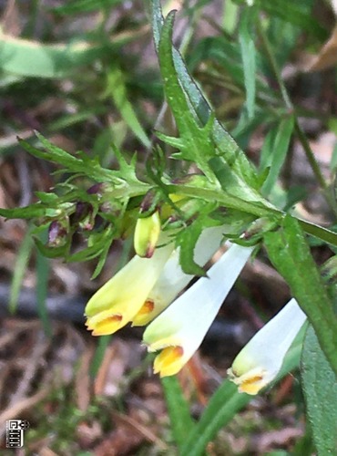 ČERNÝŠ LUČNÍ (Melampyrum pratense) FOTO: Marta Knauerová

