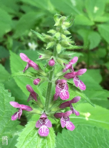 ČISTEC LESNÍ (Stachys sylvatica) FOTO: Marta Knauerová