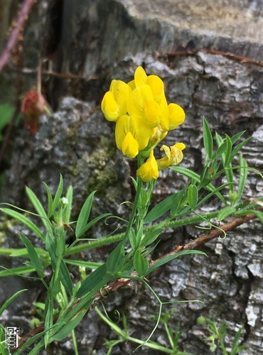 HRACHOR LUČNÍ (Lathyrus pratensis) FOTO: Marta Knauerová