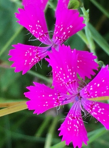 HVOZDÍK KROPENATÝ (Dianthus deltoides) FOTO: Marta Knauerová